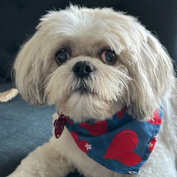 Meet your Posher, Rebecca - Picture 3 of 4